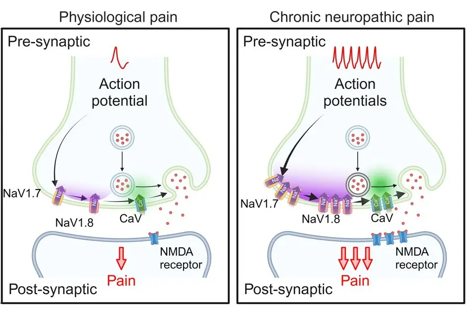 nociceptive synapse in chronic pain, nav1.8, nmda receptor