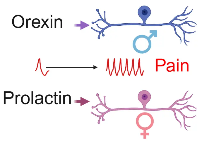 prolactin induces female pain, orexin B induces male pain