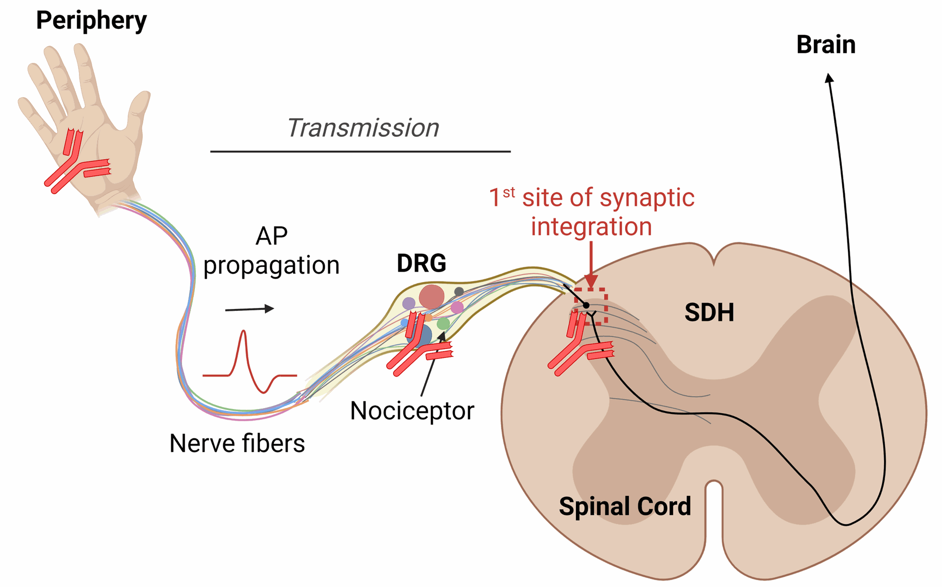 sensory neuron to spinal cord nociceptive signaling with autoantibodies pain